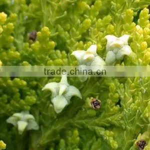 Pure Jojoba Carrier Oil( Cosmtics Grade) thumbnail-1