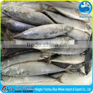 Net Weight Mackerel Fish 100% 15kg 10kg Mackerel thumbnail-1