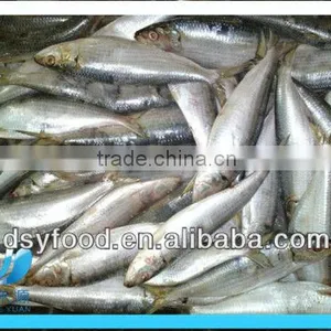 Frozen Fresh Sardine thumbnail-1