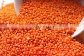 Best Quality DRIED Green Lentils | Red Lentils | Brown Lentils thumbnail-6