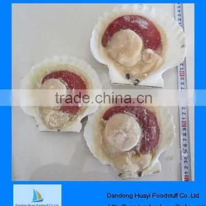 Best Fresh New Landing Frozen Scallop thumbnail-1