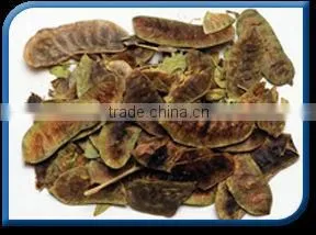 Cassia Pods thumbnail-1