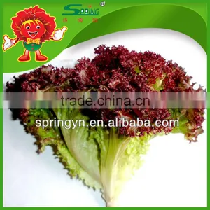 Frozen Transport Red Leaf High Quality Leaf Lettuce thumbnail-2
