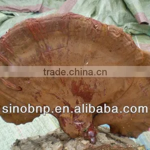 BNP Supply Reishi Mushroom Extract/oyster Mushroom thumbnail-1