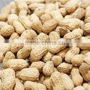 Manufacture Factory of Peanut in Hell and Dried Peanut thumbnail-2