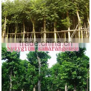for Outdoor Landscaping Ornamental Bonsai Plants thumbnail-2