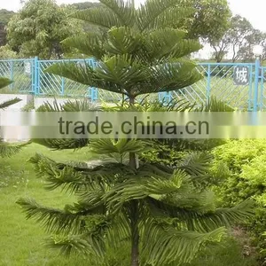 Hoop Pine, Araucaria Cunninghamii Sweet Seedlings, as Bonsai, Pot Plants or Outdoor Plants thumbnail-2