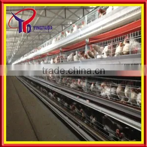 Most Popular Design Full Automatic Layer Chicken Cage for Sale thumbnail-3