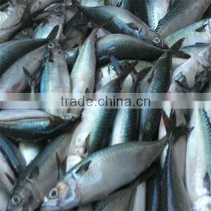 Sea Food/frozen Fish thumbnail-1