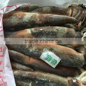 Frozen Illex Squid Landing 2015 .6 thumbnail-1