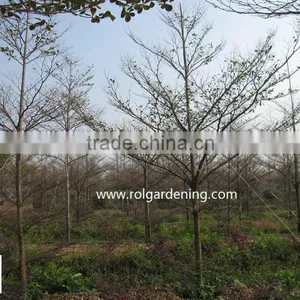 Terminalia Mantaly Tropical Trees High 4-9m,dia 6-13cm thumbnail-3