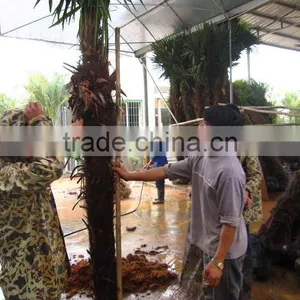 Trachycarpus Fortunei Loading and Packing thumbnail-1