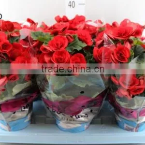 BEGONIA RED thumbnail-1