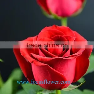 Export Fresh Cut Roses Flowers Carola Rose Flower From Kunming Rose-wholesale thumbnail-5