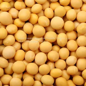 Beans thumbnail-5