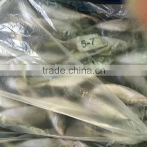 Seafood Horse Mackerel From China 50 -70 Pcs /10 kg thumbnail-1
