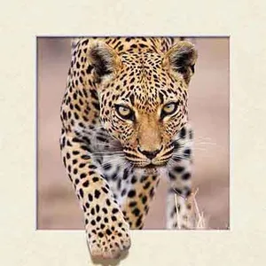 High Quality 3d Art Picture With Pet Lenticular 40x40 With Moving thumbnail-3