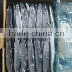 FROZEN PACIFIC SAURY WHOLE ROUND thumbnail-1