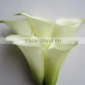 Cheap Wholesale High Quality Calla Lily From China Manufacture thumbnail-4