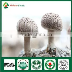 Edibal Mushroom Cultivation China Supplier Shiitake Mushroom Strain thumbnail-1