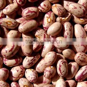 Light Speckled Beans(round Shape) thumbnail-1