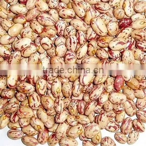 Chinese Long Shape Speckled Kidney Bean(2012 Crop) thumbnail-1