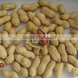 Roasted and Salted Peanut thumbnail-1