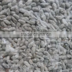 Bulk Cottonseed Suppliers, Natural Cotton Seed thumbnail-1