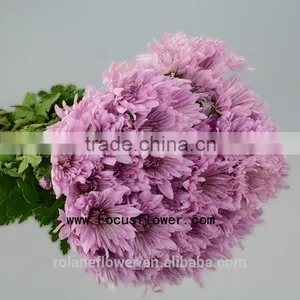 For Christmas Decoration Chrysanthemum Plant With 10 Stems/Bundle Autumn Chrysanthemum Flower With 0.5kg/Bundle Chrysanthemum Pi thumbnail-1