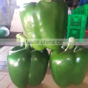 FRESH CAPSICUMS / +84963818434 Whatsapp thumbnail-1