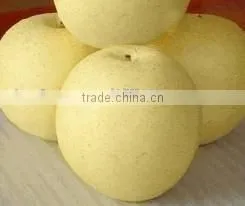 Crown Pear / Golden Pear thumbnail-1