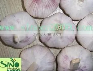 Fresh Jinxiang Garlic thumbnail-5