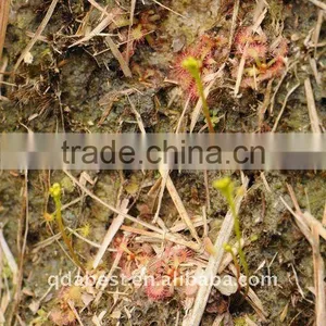 Drosera thumbnail-1