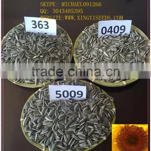 Black Sunflower Seeds Type5009 Striped thumbnail-2
