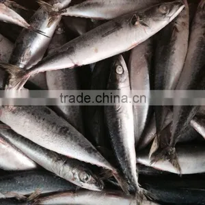 Sea Fish of Mackerel thumbnail-3