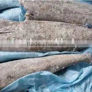 Sea Urchin Oil Fish thumbnail-1