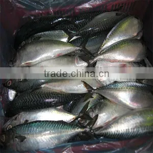 Frozen Fresh Mackerel Fish/seafood Live thumbnail-1