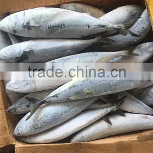 Hight Quality Frozen Pacific Mackerel for Sale thumbnail-3