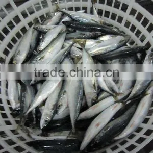( 100-200g ) Frozen Whole Mackerel thumbnail-1