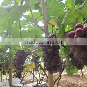 Vineyard Pole of Tonkin Bamboo Cane/bamboo Poles Wholesale thumbnail-1