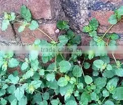 Boerhavia Diffusa thumbnail-1