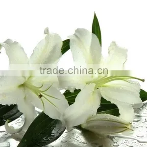 Fashionable Siberia Snow White Lily thumbnail-6