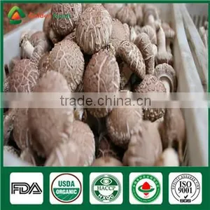 Best Seller High Yield China Supplier ISO9001 Certified Mushroom Shiitake Grow Log Cultivation Kits thumbnail-1