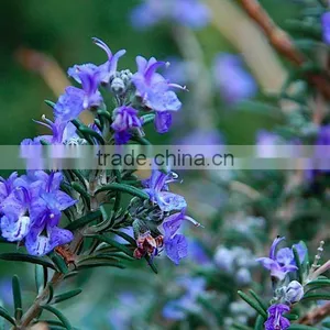 Rosemary Oil (Fresh & Pure) thumbnail-1