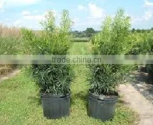 Podocarpus Neriifolius, Brown Pine thumbnail-1