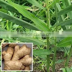 Ginger Old /Fresh Ginger Slices, Air-dried, Organic, Natural, Raw Material, Health Food, Green thumbnail-6