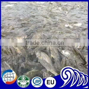 Frozen Seafood Frozen Yellow Croaker, Yellow Croaker Fish Price thumbnail-6