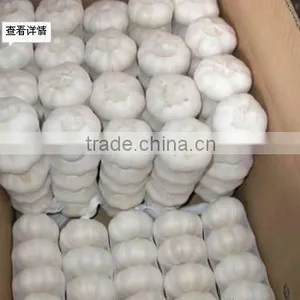 Fresh Garlic thumbnail-1