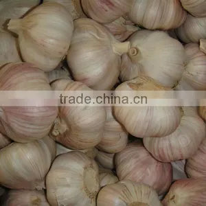 WHOLESALE GARLIC thumbnail-4