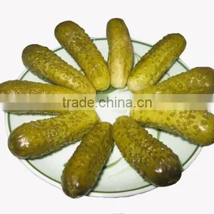 Best Quality Vietnam Fresh Pickled Cucumbers in Jar, Gherkins 3-6cm, 540ml thumbnail-3